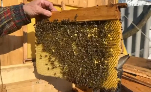 Клавдия Безверхова обучается пчеловодству