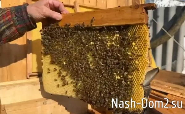 Безверхова осваивает пчеловодство Безверхова осваивает пчеловодство