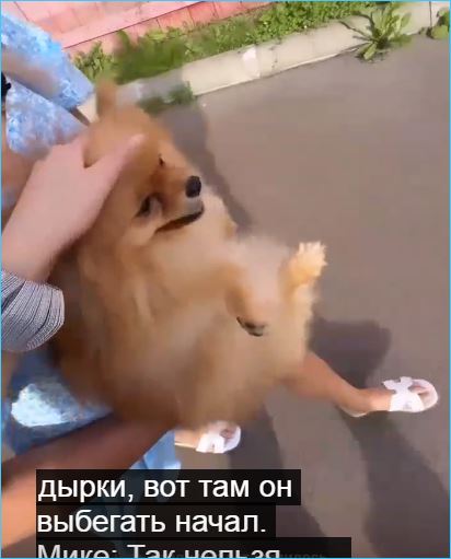 Сбежать от Элины Рахимовой не удалось и Максиму Зараховичу, и собачке Микки