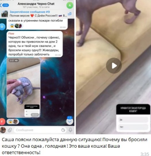 Черно и Оганесян оставили кошку Чудо на Доме 2