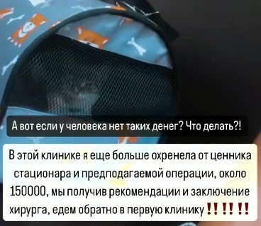 Надежде Ермаковой для спасения кошки нужно 150 тысяч рублей Надежде Ермаковой для спасения кошки нужно 150 тысяч рублей
