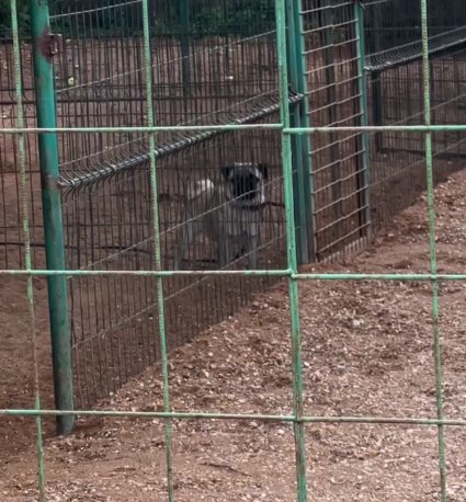 "Расстались с моим любимым пончиком" - Лиза Полыгалова отдала собаку на передержку "Расстались с моим любимым пончиком" - Лиза Полыгалова отдала собаку на передержку