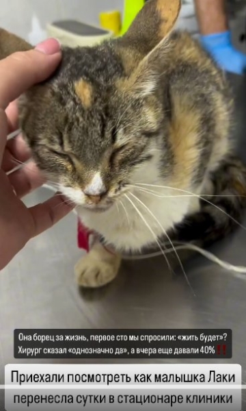 Надежде Ермаковой для спасения кошки нужно 150 тысяч рублей Надежде Ермаковой для спасения кошки нужно 150 тысяч рублей