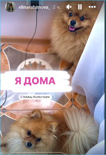 Скандал из-за собак перерос в воспоминания Кати Гориной Скандал из-за собак перерос в воспоминания Кати Гориной