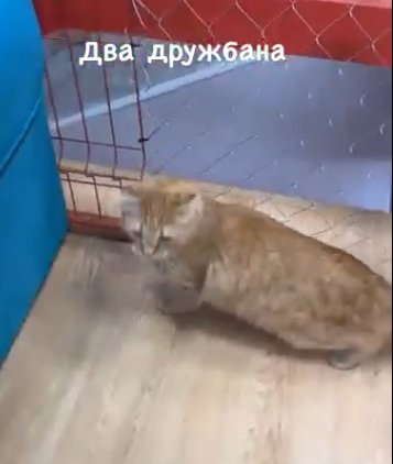 У Нинель Королёвой и Ползова пополнение в паре