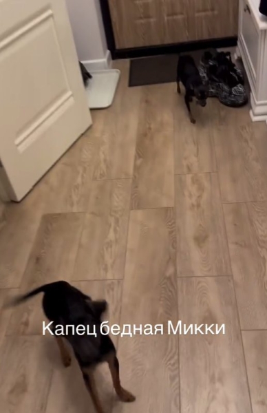 У собаки стресс! Кенели Сайкс сбежала от гостеприимного Оганесяна