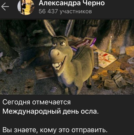 Саша Черно отмечает международный День осла