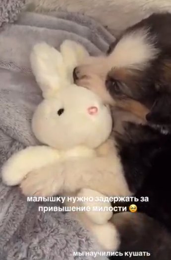 Екатерина Скалон случайно завела вторую собаку Екатерина Скалон случайно завела вторую собаку