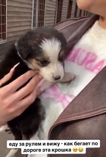 Екатерина Скалон случайно завела вторую собаку Екатерина Скалон случайно завела вторую собаку