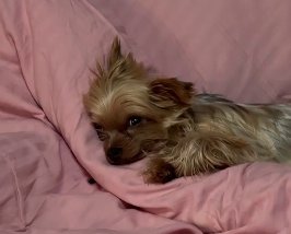 Екатерина Скалон случайно завела вторую собаку Екатерина Скалон случайно завела вторую собаку