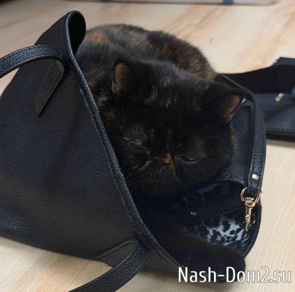 Алёна Опенченко бросила кошку на подругу и улетела в Грузию Алёна Опенченко бросила кошку на подругу и улетела в Грузию