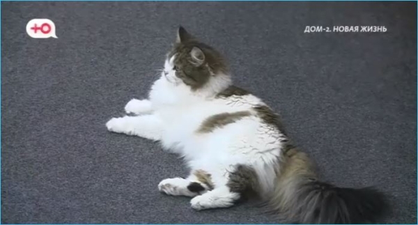 У Елены Тепловодской итогов года на будет У Елены Тепловодской итогов года на будет