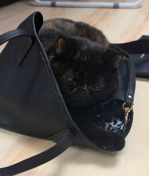 Алёна Опенченко улетела в Грузию, оставив кошку у подруги Алёна Опенченко улетела в Грузию, оставив кошку у подруги