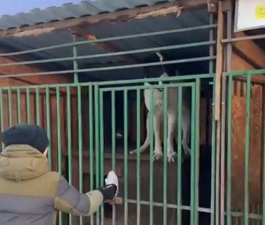 Клавдия Безверхова планирует открыть собачий приют Клавдия Безверхова планирует открыть собачий приют