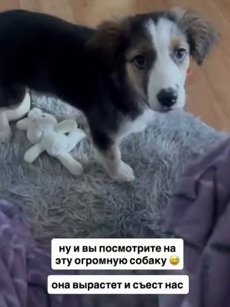 Екатерина Скалон показала собаку, найденную в Иркутске Екатерина Скалон показала собаку, найденную в Иркутске