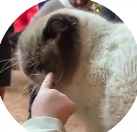 Виктория Салибекова хочет взять в свою семью питомца Виктория Салибекова хочет взять в свою семью питомца