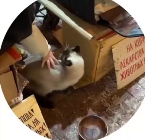 Виктория Салибекова хочет взять в свою семью питомца Виктория Салибекова хочет взять в свою семью питомца