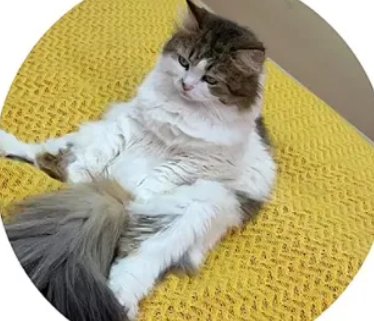 Елена Тепловодская использовала трюк Лизы Субботиной с котом Елена Тепловодская использовала трюк Лизы Субботиной с котом