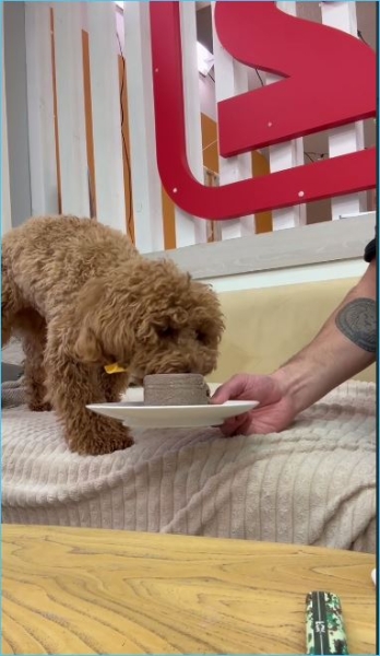 Игорь Григорьев почему-то один отмечал день рождения собаки Оливки Игорь Григорьев почему-то один отмечал день рождения собаки Оливки