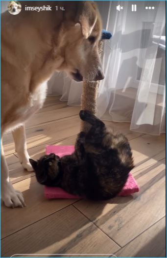 У Сейшика появилась подруга – кошка, способствующая его реабилитации У Сейшика появилась подруга – кошка, способствующая его реабилитации