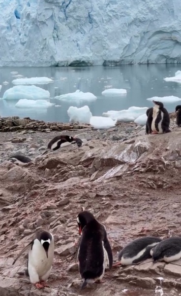 Виктория Романец поделилась кадрами из путешествия в Антарктиду Виктория Романец поделилась кадрами из путешествия в Антарктиду