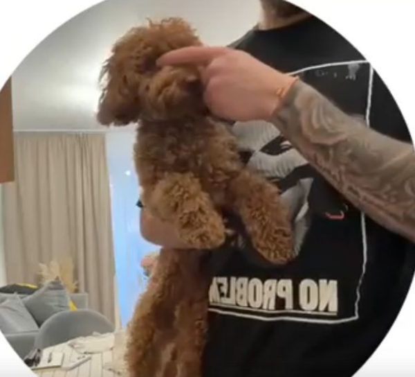 Игорь Григорьев нашел "жениха" для своей собаки Оливы Игорь Григорьев нашел "жениха" для своей собаки Оливы