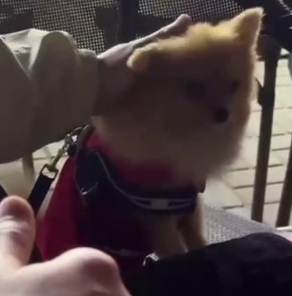 Евгения Дорожкина взяла из приюта собаку с грустной историей Евгения Дорожкина взяла из приюта собаку с грустной историей