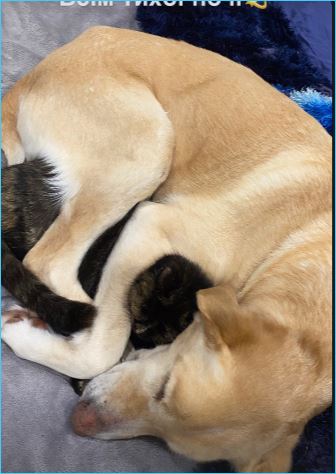 У Сейшика появилась подруга – кошка, способствующая его реабилитации У Сейшика появилась подруга – кошка, способствующая его реабилитации