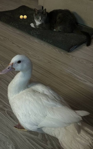 Новая участница Дома 2 Соня Гриневская хочет привезти на Поляну питомца утку Новая участница Дома 2 Соня Гриневская хочет привезти на Поляну питомца утку