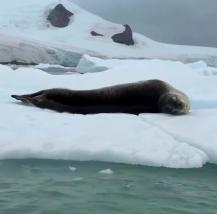 Виктория Романец поделилась кадрами из путешествия в Антарктиду Виктория Романец поделилась кадрами из путешествия в Антарктиду