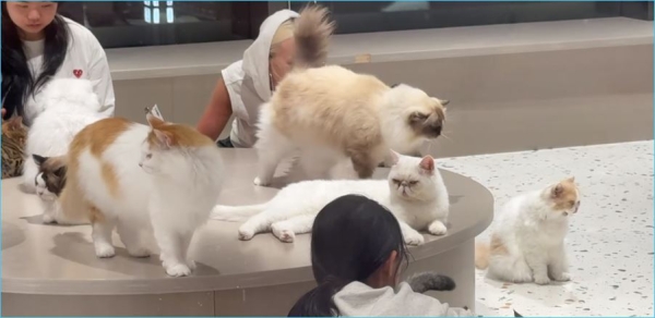 Веронике Гракович не пошли навстречу, не отправив Рахимову с китайской площадки Веронике Гракович не пошли навстречу, не отправив Рахимову с китайской площадки