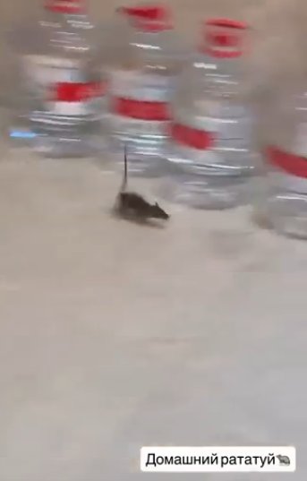 Никита Гуранда рассказал о том, как он искал крысу на китайской вилле Никита Гуранда рассказал о том, как он искал крысу на китайской вилле