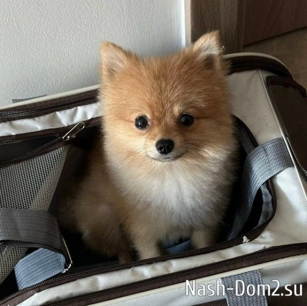 Евгения Хорошева просит совета у владельцев маленьких собак Евгения Хорошева просит совета у владельцев маленьких собак