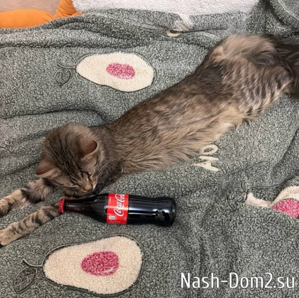 Степан Карпов согласился на знакомство с родителями Степан Карпов согласился на знакомство с родителями