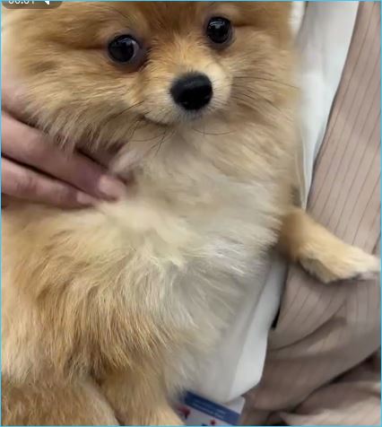 Сергей и Евгения Хорошевы вернулись на Дом 2 Сергей и Евгения Хорошевы вернулись на Дом 2