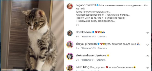 Ольга Орлова винит себя, что не уберегла кошку Соню Ольга Орлова винит себя, что не уберегла кошку Соню